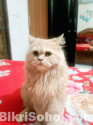 Persian cat